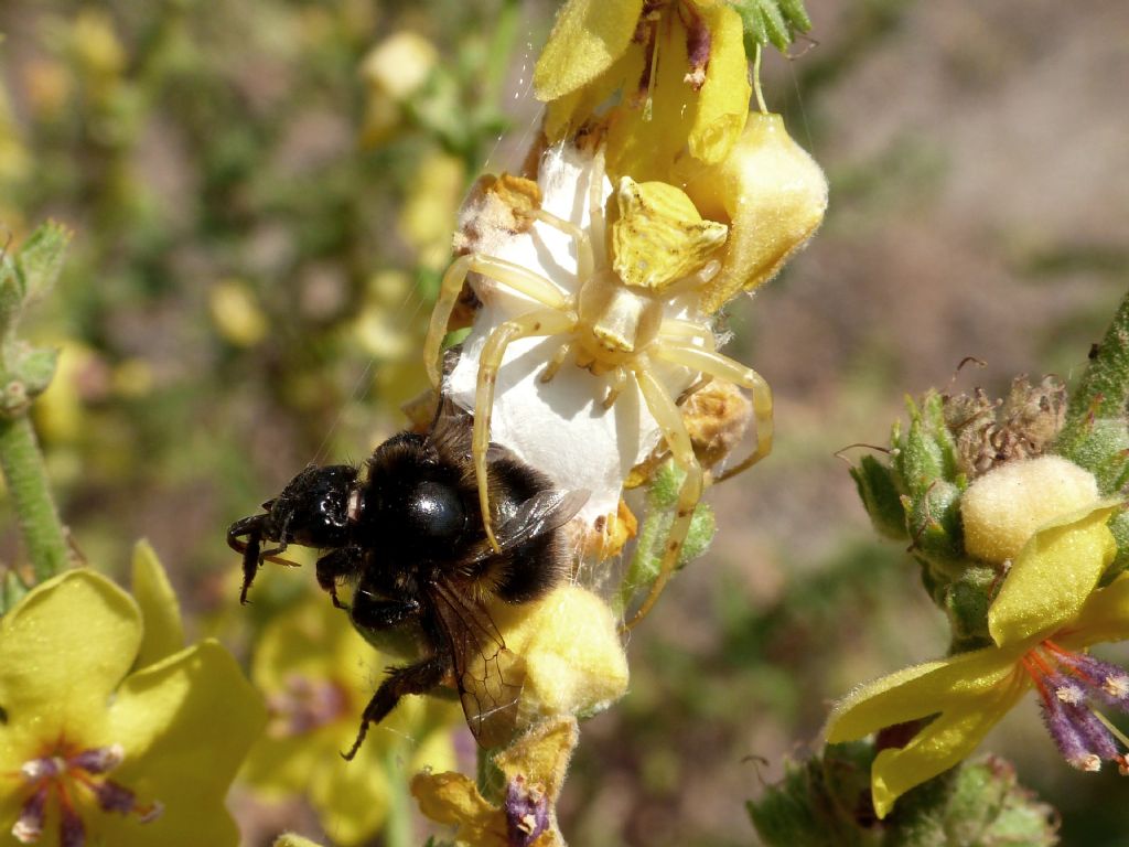 Thomisus onustus: ovisacco e predazione - Perfugas (SS)